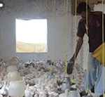 Khost Poultry-Farm Owners Suffer Millions Afghanis Losses